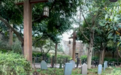上海迪士尼度假区里有块“墓地”？客服回应