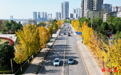 咸宁嘉鱼：银杏染初冬赏景好时光