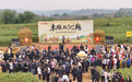 开镰了！2024山西沁州黄小米集团第四届开镰节仪式圆满举办