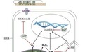 麦角硫因：华熙生物的下一个原料大爆款？