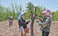 陕西绥德：红枣低产改造为产业发展注入新动能