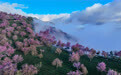 云南大理：无量山樱花迎冬盛开