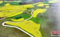 青海迎油菜花最佳观赏期：花海如金色地毯