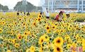广州向日葵花海吸引游客