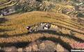 湖南娄底紫鹊界梯田迎秋收  稻谷“香”了田野富了村民