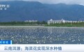 产量翻倍！云南洱源海菜花实现深水种植，日采收量超一吨