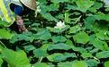 沙湖公园荷花悄然绽放，给武汉今夏带来第一份“荷美”