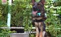 警犬被火腿肠怼脸口水直流为何不吃？为保体型和工作效率，一天只吃一餐