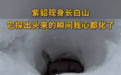 超萌！超可爱~吉小貂表情包第二弹来袭