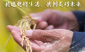 世界粮食日丨粮安天下，共建更好生活，共创美好未来 (1)