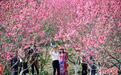 广西仫佬山乡：游人踏春赏桃花