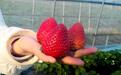 湖北江陵：一株草莓蹚出了村集体增收路