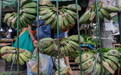 不再是第一！菲律宾香蕉对华出口锐减
