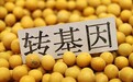 深度｜农业转基因生物标识强制还是自愿？中国欲颁新管理办法有何改变