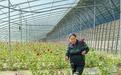（铸牢共同体 中华一家亲）新疆英吉沙：“鲜花经济”在戈壁越开越旺