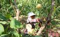 （乡村行·看振兴）江西彭泽：水蜜桃“甜蜜”上市 强村富民有新招