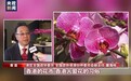 逛花市赏年花 香港举行丰富活动迎新春