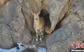 北山羊等频繁现身昆仑山中段杜瓦保护区