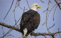 白头海雕240年后终获美国“国鸟”官方认证