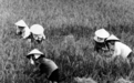 【量化历史研究】越南历史上的土地产权制度：理论与证据