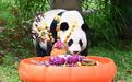 中国大熊猫保护研究中心卧龙神树坪基地举行大熊猫集体生日会