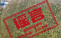 新疆惊现5吨重的哈密瓜？官方辟谣