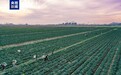 高质量发展调研行丨盐碱地➡丰产田 白茫茫➡绿油油 岱山现代农业产业园这样“卷”！