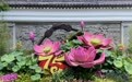 400余个品种荷花将亮相古猗园，上海荷花睡莲展本周六开幕