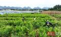 种下小生姜收获“金疙瘩”，来凤凤头姜综合产值达3.5亿元