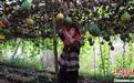 （身边的变化）闽北“小瓜蒌”结出“致富果”瓜蒌种植特色产业促振兴