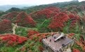 贵州：鹃红满山美如画