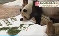 旅日大熊猫“良滨”24岁啦！游客：希望它一直元气满满