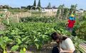 “一百多块地每年都是满的”，还得排队！共享菜园有多火？