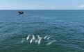 寻找中华白海豚｜发现大湾区