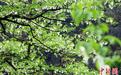 四川荥经：野生珙桐花“飞舞”绽放