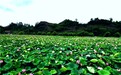 湘潭县：湘莲产业“热辣滚烫”