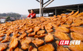 组图 | 湖南祁东：红薯加工 助农增收