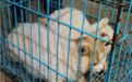 千里运猫，筹款近300万，动保走向流量化