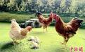 （走进中国乡村）河田鸡产业三百载 搭电商快车产值劲增