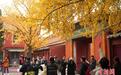 北京：故宫银杏染秋