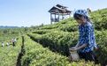 沿着纬度听江西 | 修水宁红茶 那甘甜温润的茶香