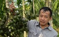 海南定安槟榔果农口口称赞  黄金糯米果又软又好吃