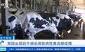 美国得州一名男子感染禽流感，系首例牛传人病例