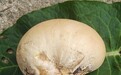 陕西发现真菌新物种秦岭隐孔菌