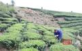 采完茶叶采茶果，湖北鹤峰茶农增收有门道