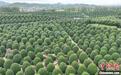 杭州数百亩球形桂花树林吸引游人 高空航拍分外壮观