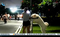 狗主人引导宠物犬趴在直饮水机上喝水 厦门环东浪漫线养护单位回应