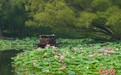 北京紫竹院公园荷花盛开吸引市民赏花