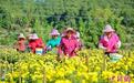 锦上添“花”江西赣县皇菊产业铺就乡村振兴路