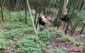 四川宝兴：野生大熊猫连续三天在同一片竹林觅食